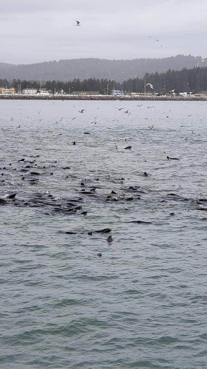 ARM 'Cuauhtémoc' Tall Ship