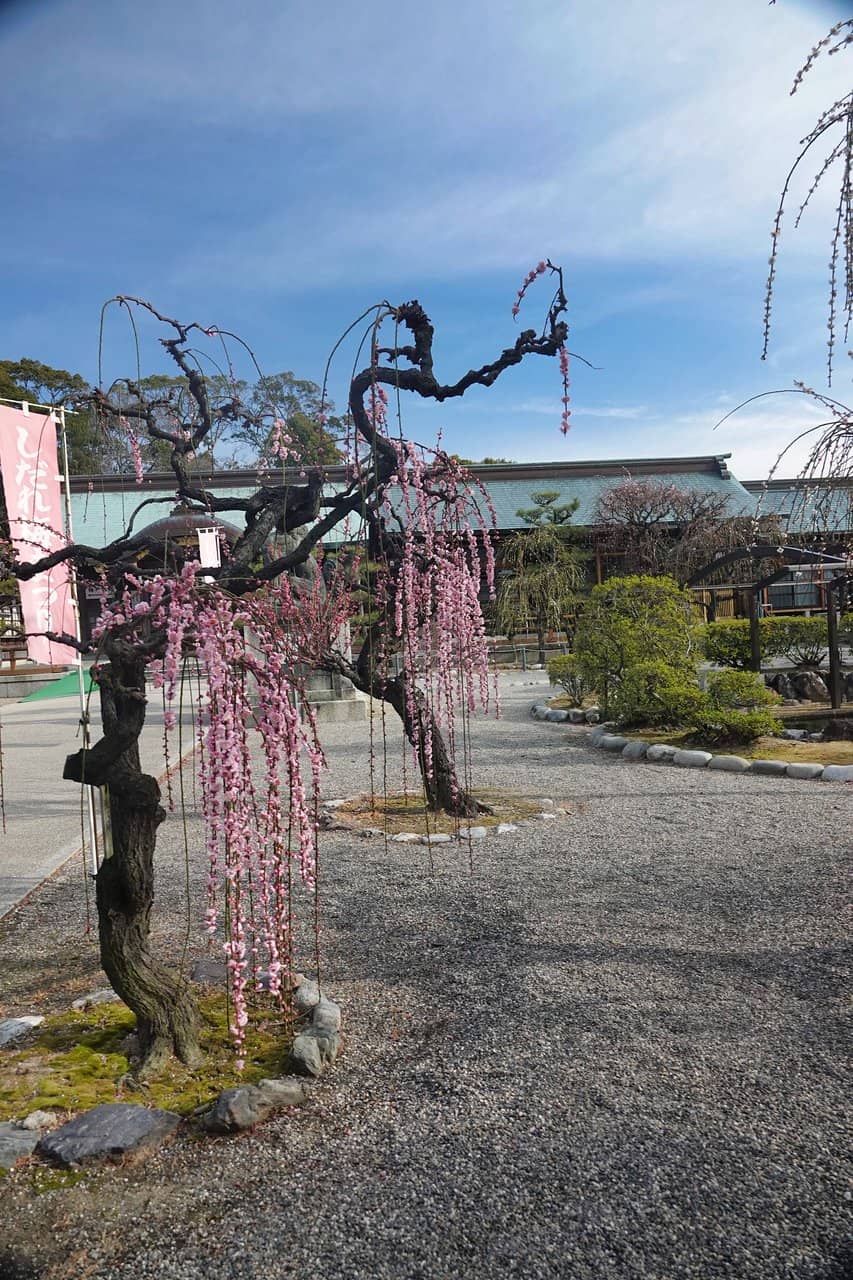 Serene Shrine Atmosphere