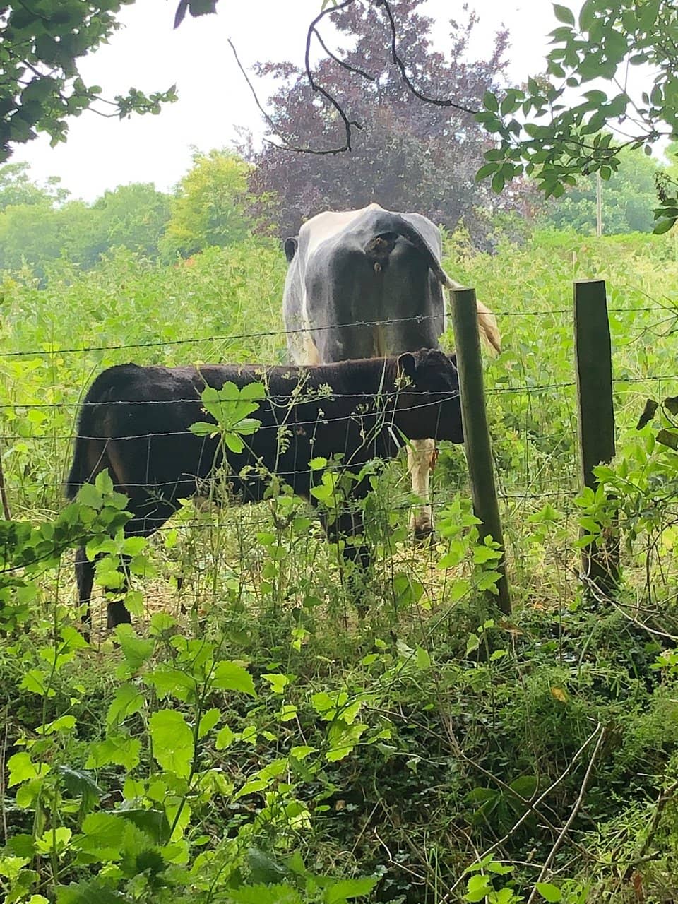 Soothing Reservoir Views