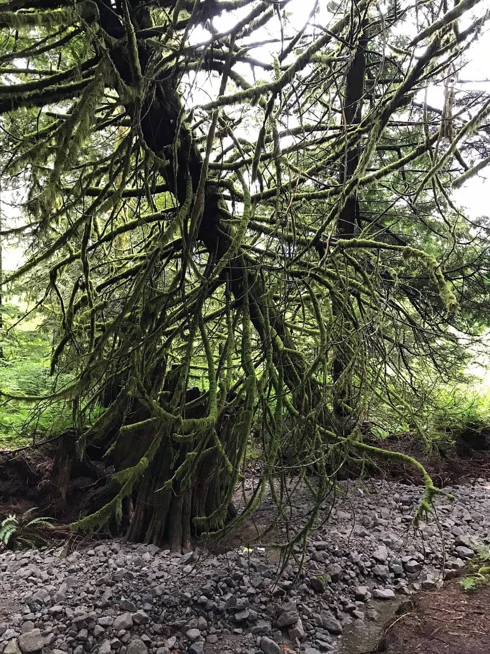 Mystic Wood Treasures