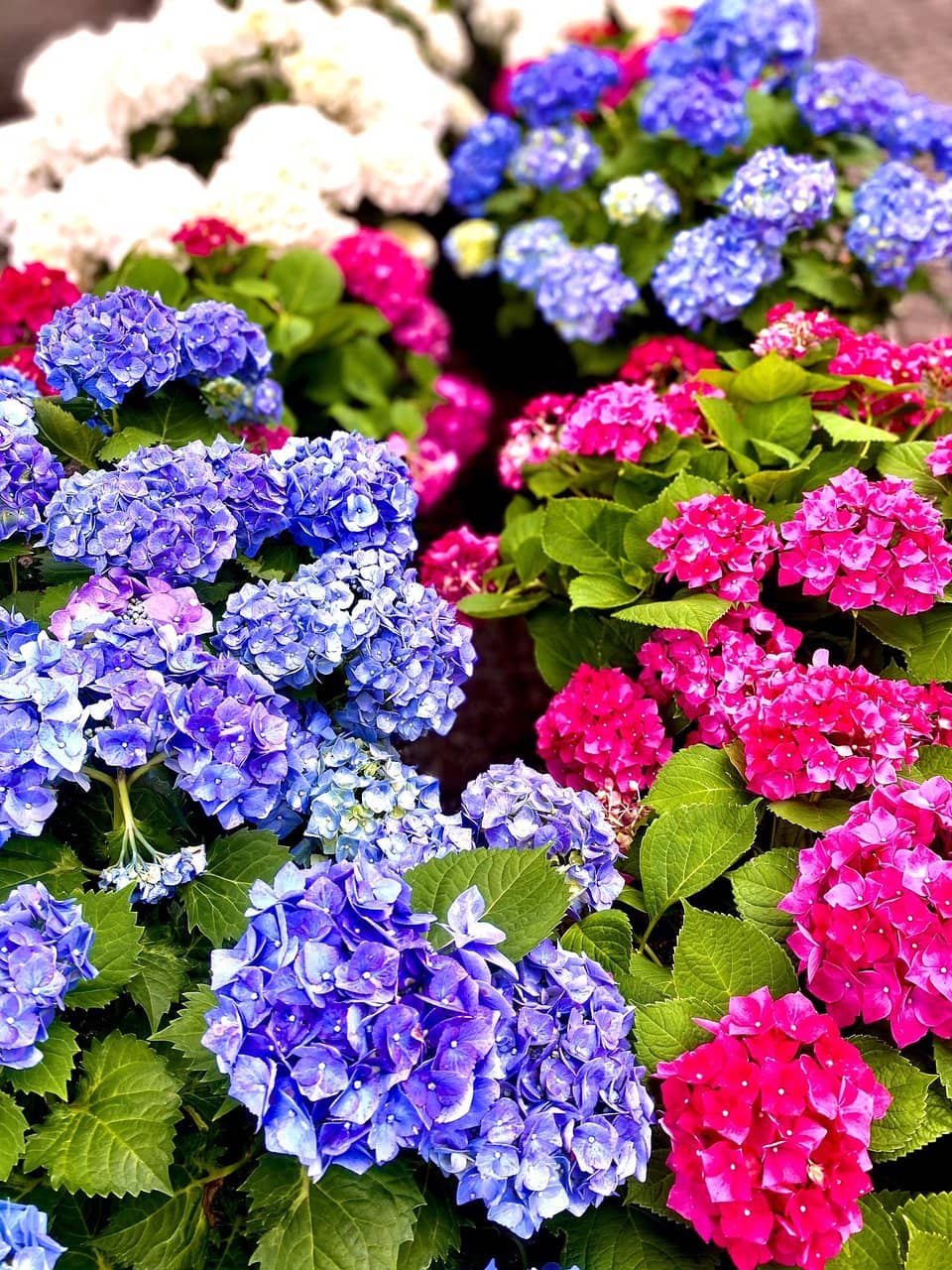 Water Play Area for Kids