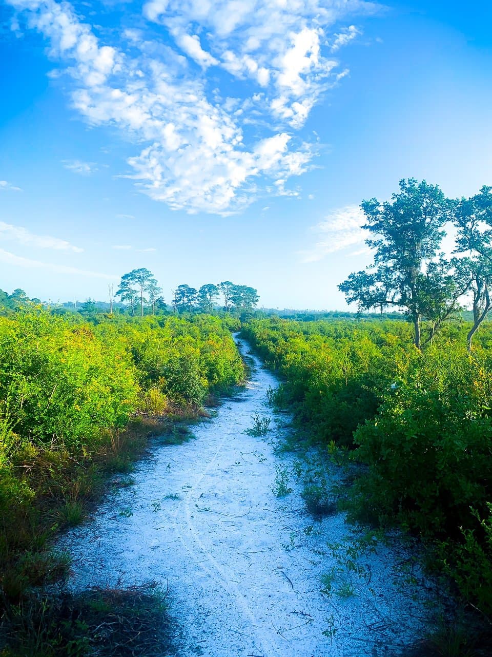 Lyonia Preserve