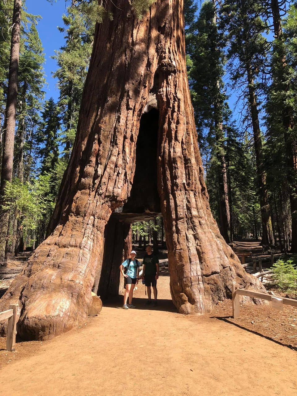 tunnel tree