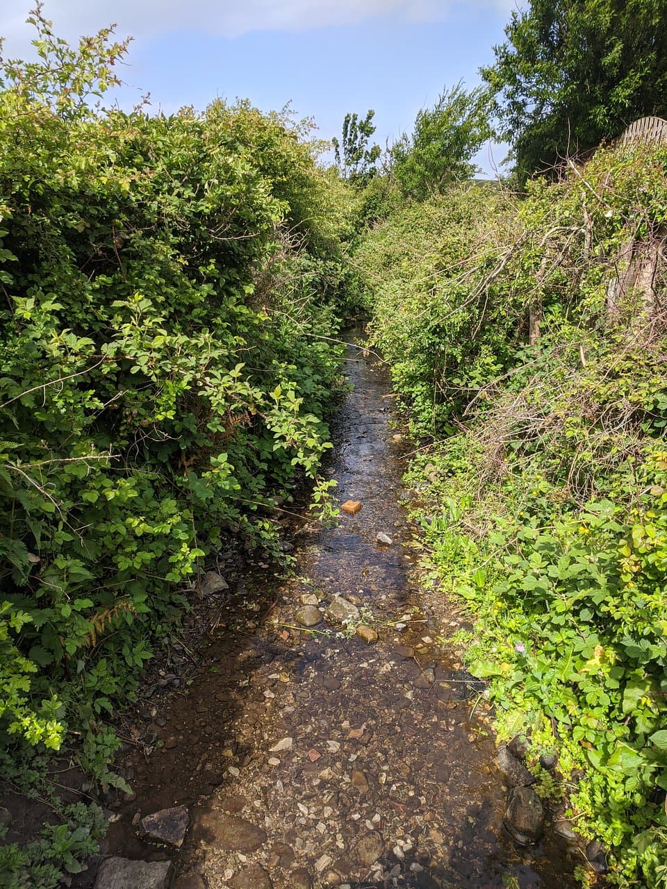 Lucy Brook