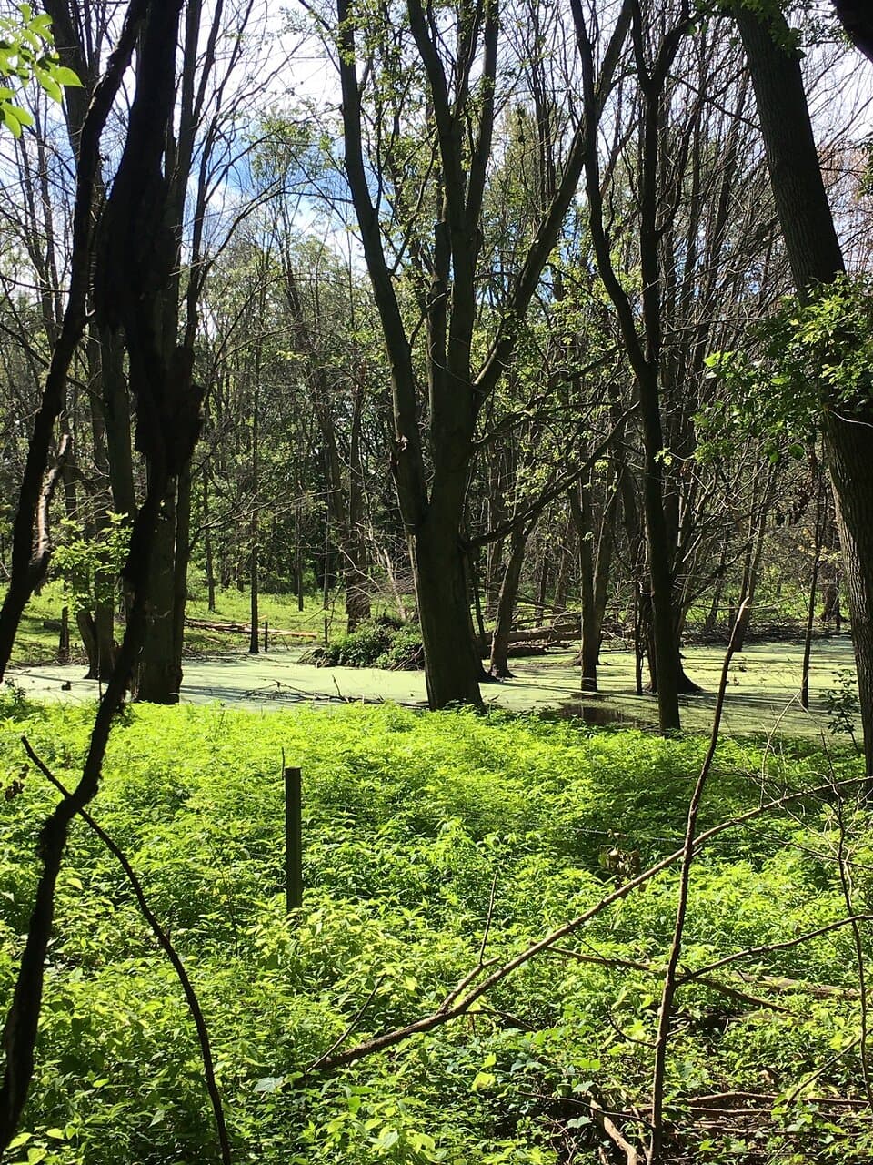 Pumpkinvine Nature Trail Georgia
