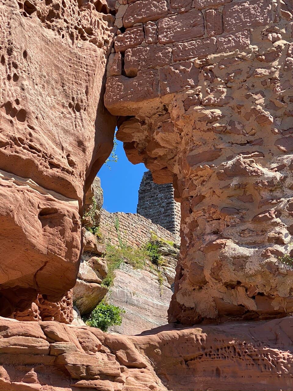 Panoramic Forest Views