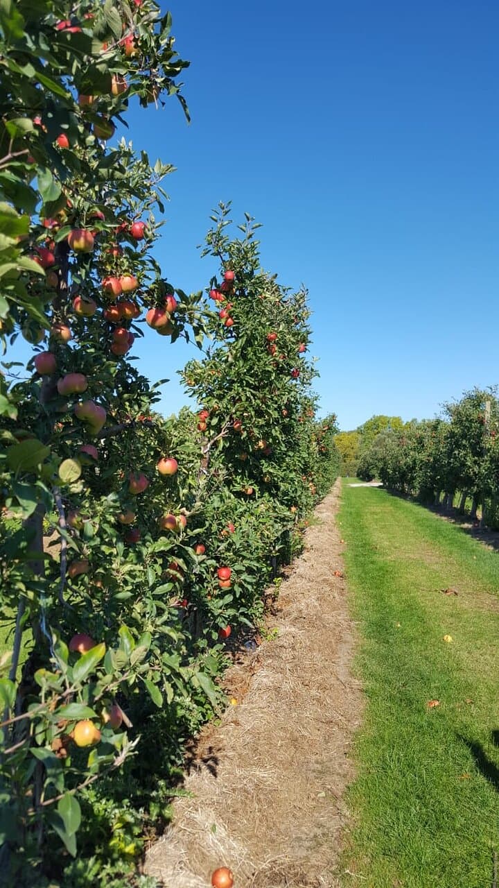 the apple trees with ripen apples