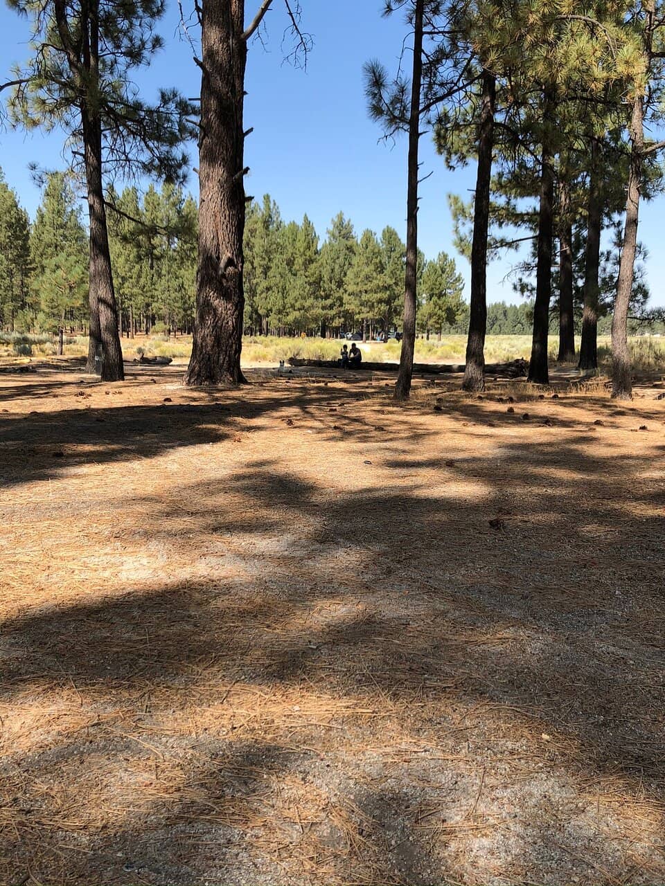 Pine Forests & Granite Formations