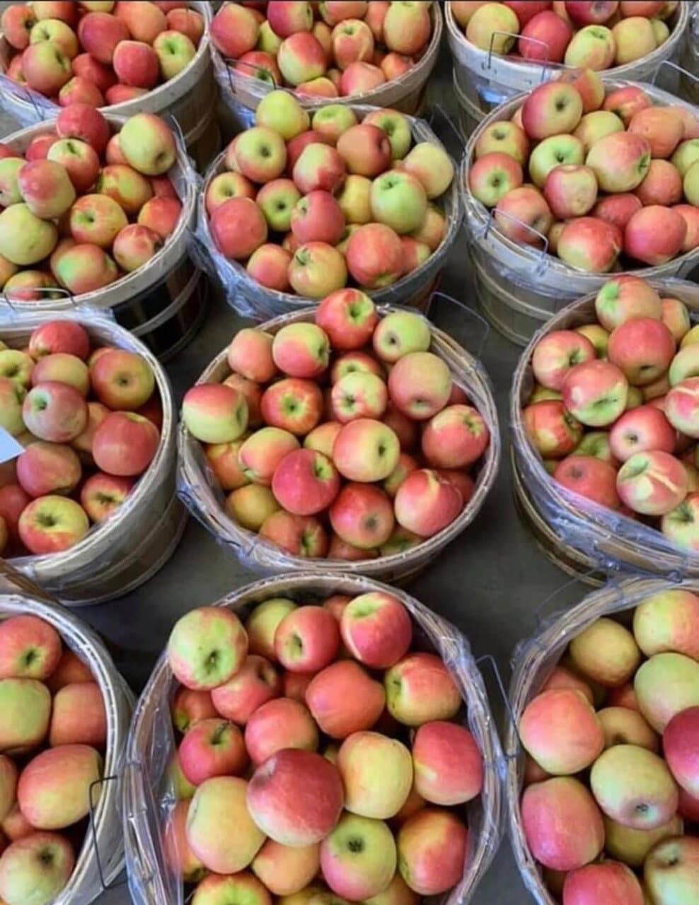 Apples, apples and more apples! Grab some in the market, or come pick your own every September and October.