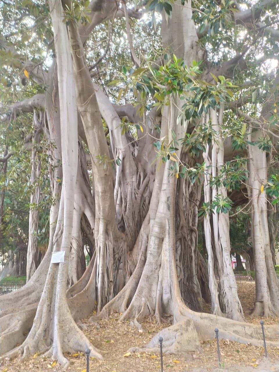 The Ancient Fig Trees