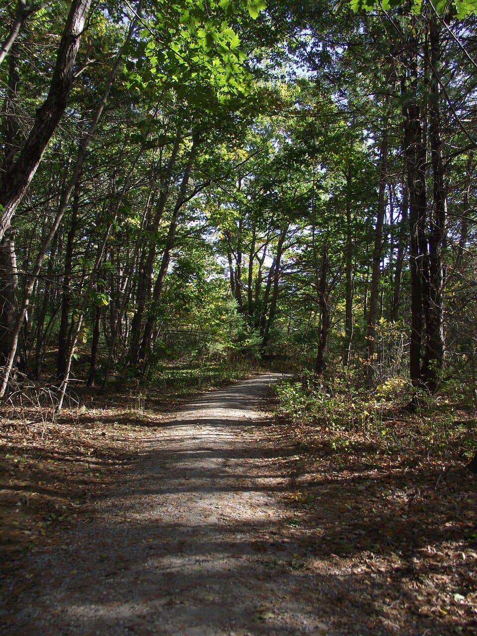 ME - KENNEBUNKPORT - EMMONS PRESERVE – ROLLER TRAIL #3 - FORESTED AREA