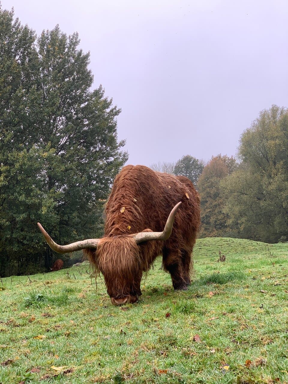 Highland cattle in park