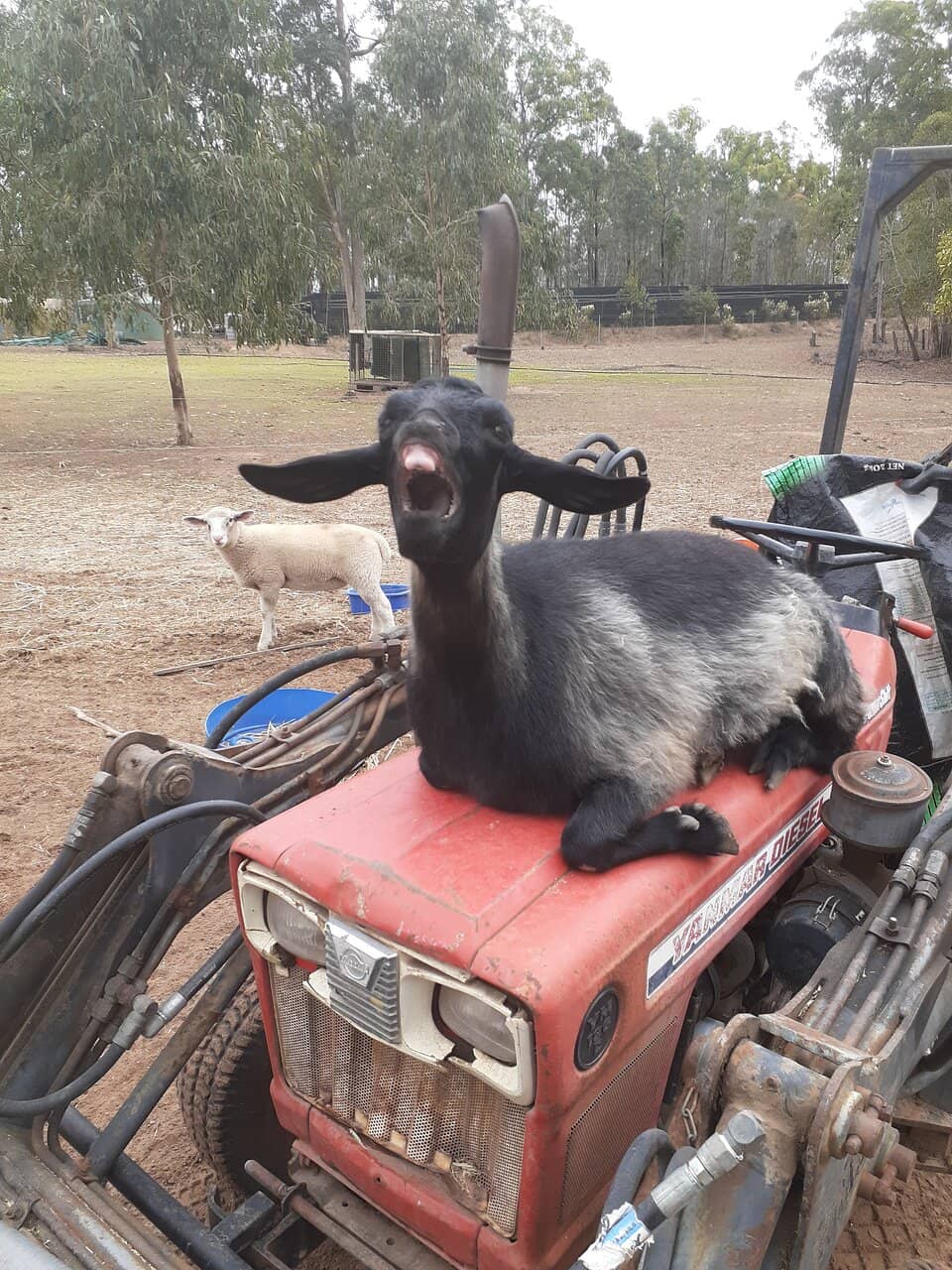 Cuddle Adorable Lambs