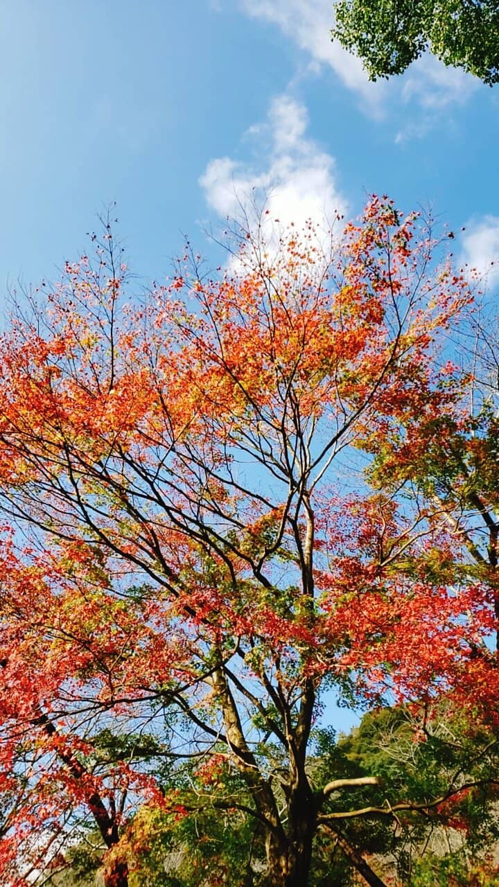 Mifuneyama Rakuen Garden