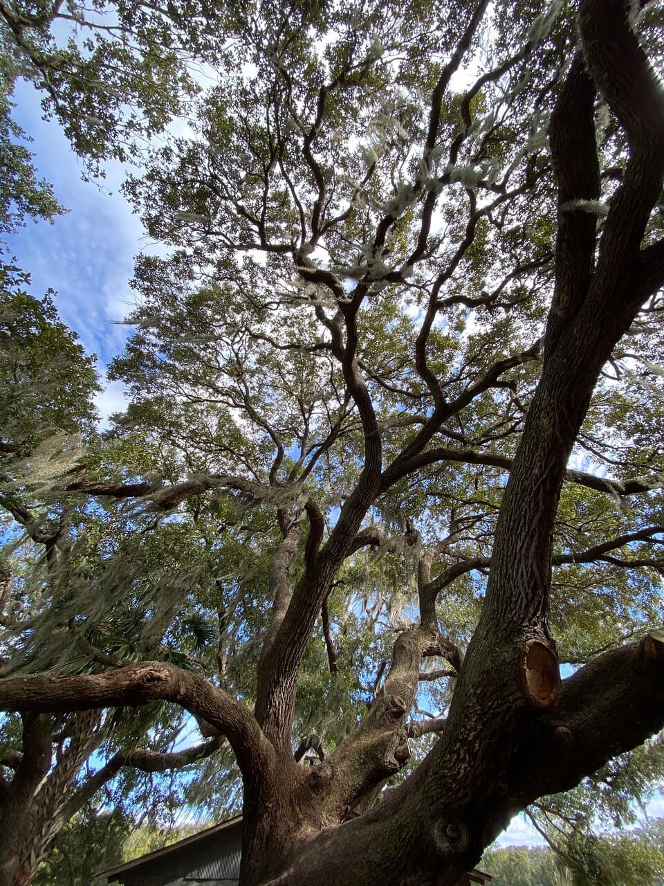 A tree behind the kids play area. Some really beautiful trees and views.