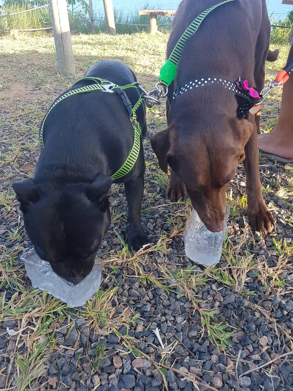 Paragliding Adventures