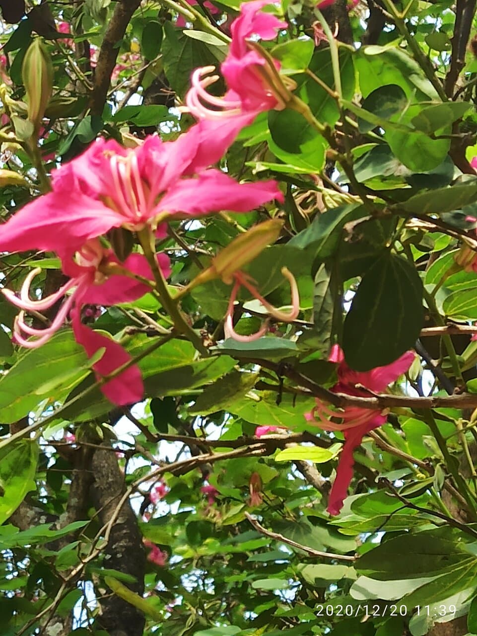 Nilgiri Biosphere Nature Park Anaikatti