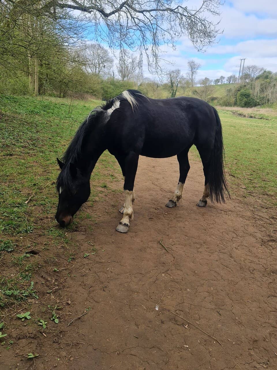 Wildlife Watching Opportunities