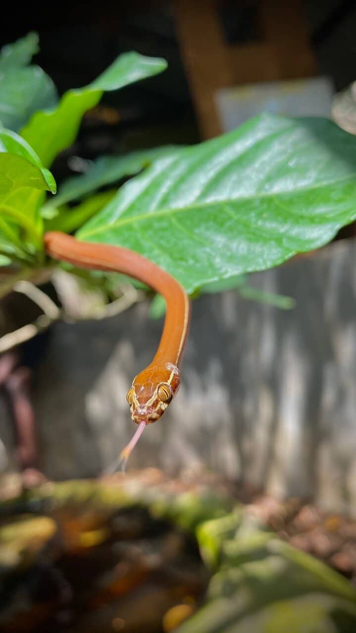 Anti-Venom Lab & Conservation