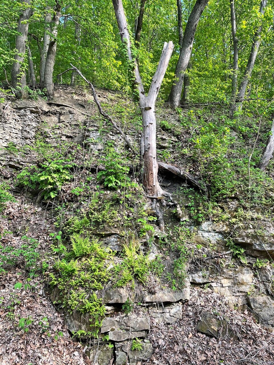 May 2021 Sodalis Nature Preserve
