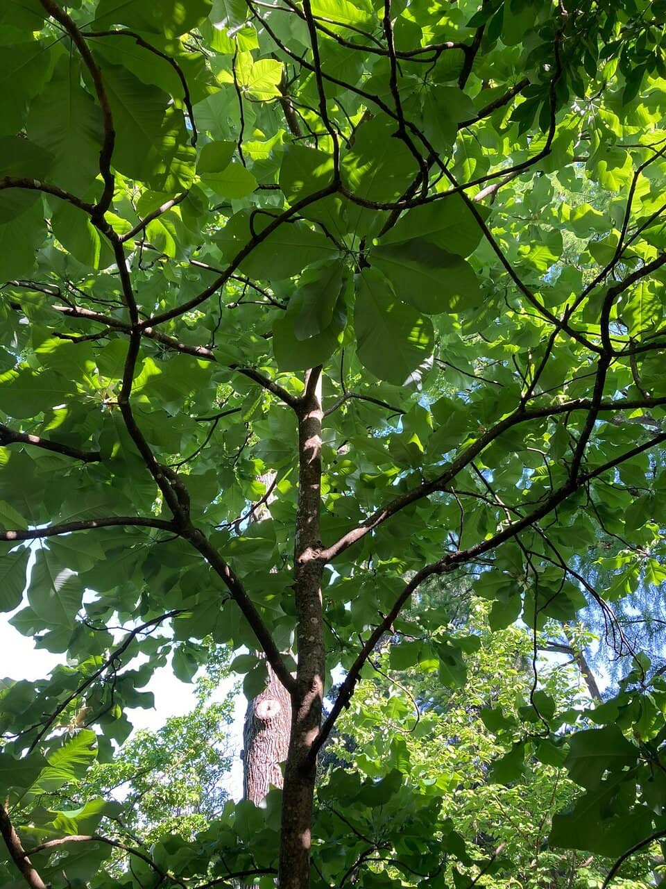 Tranquil Stream & Benches