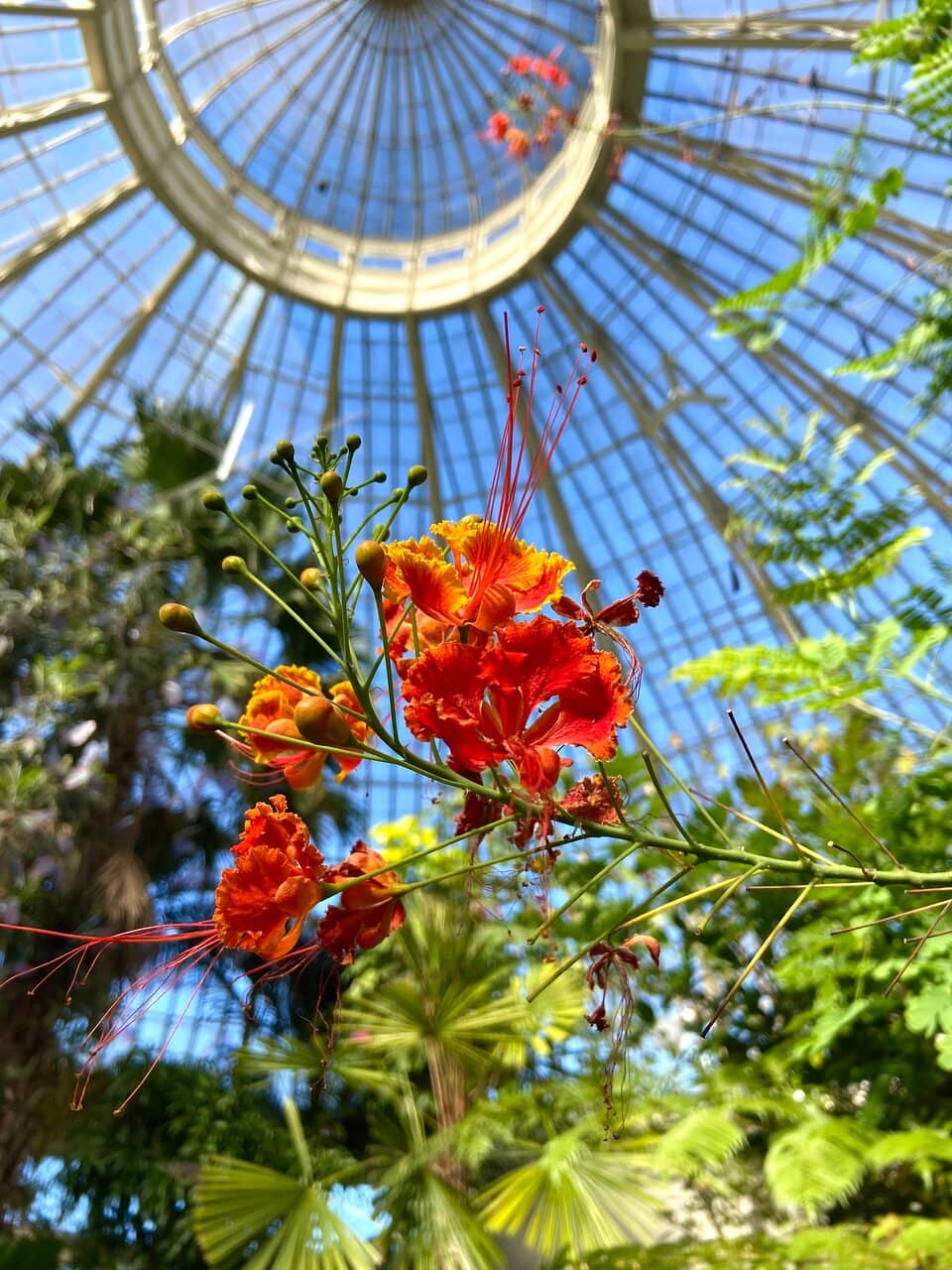 The Grand Conservatory Dome