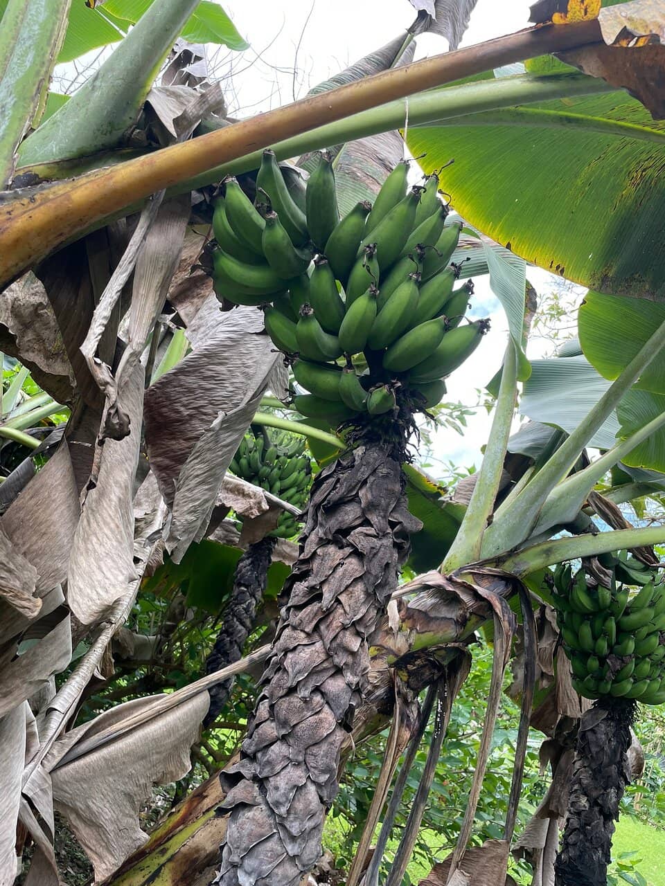 Kona Coffee & Cacao Experience