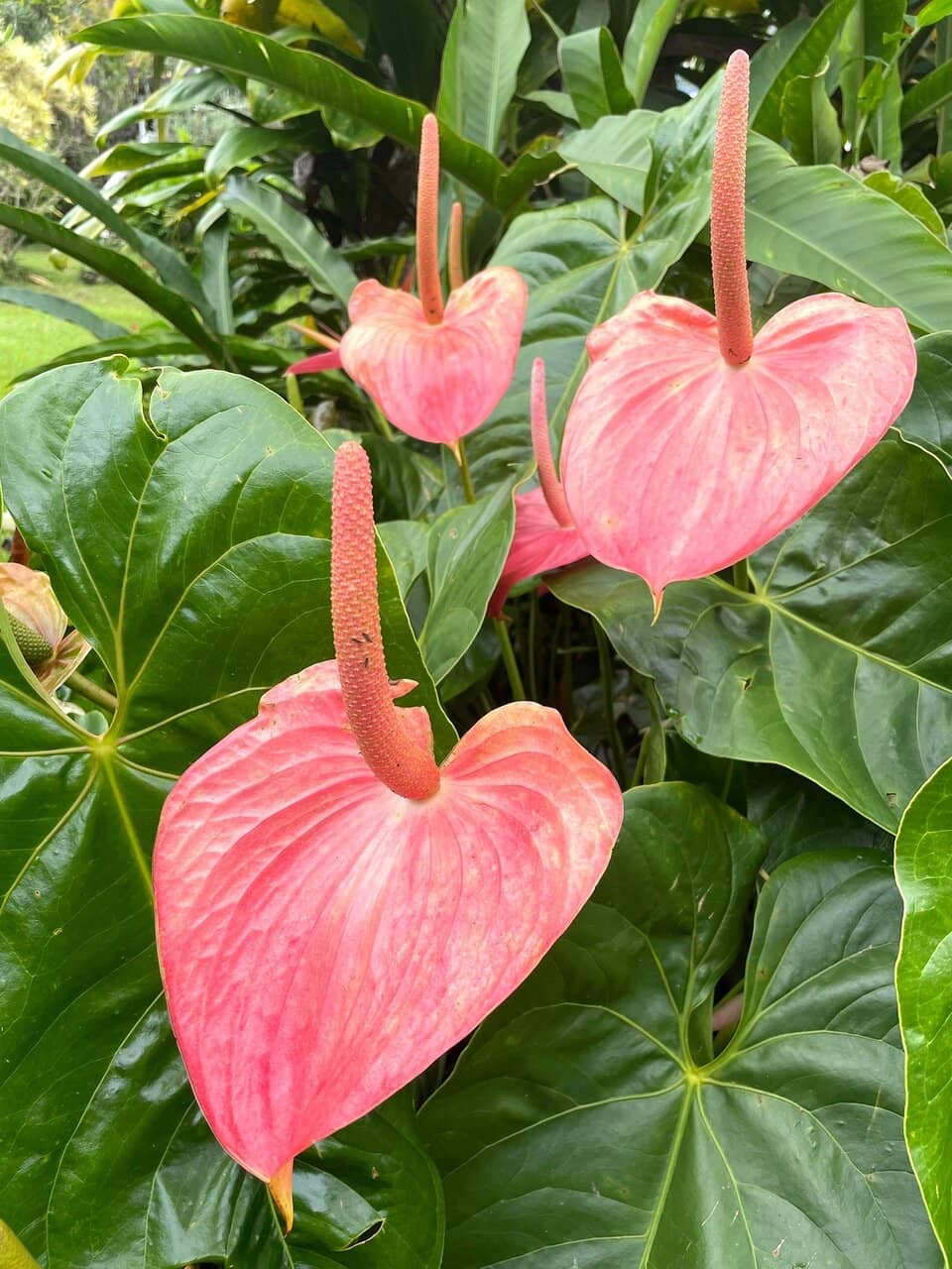 Meet the Farm Animals