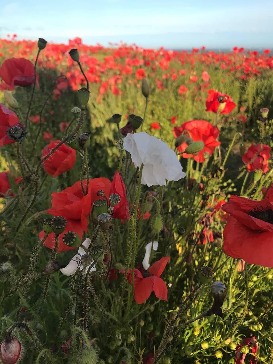 Goodwood Racecourse Vista