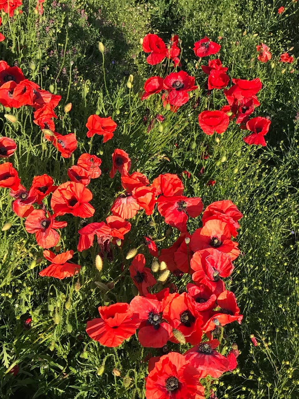 Panoramic Countryside Views