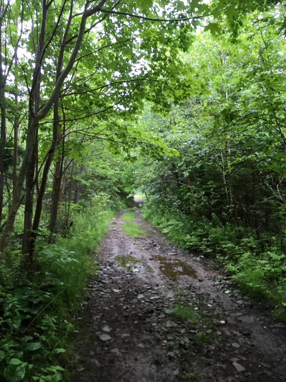 Forest Walk