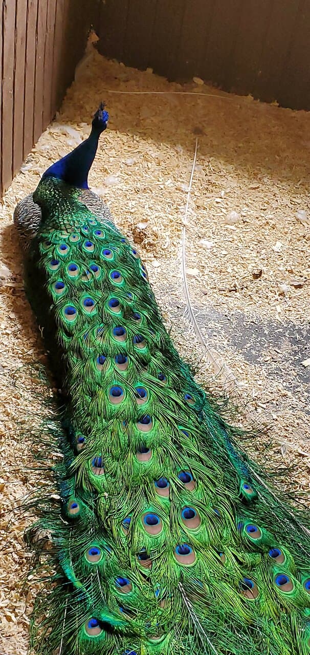Summerfield Zoo