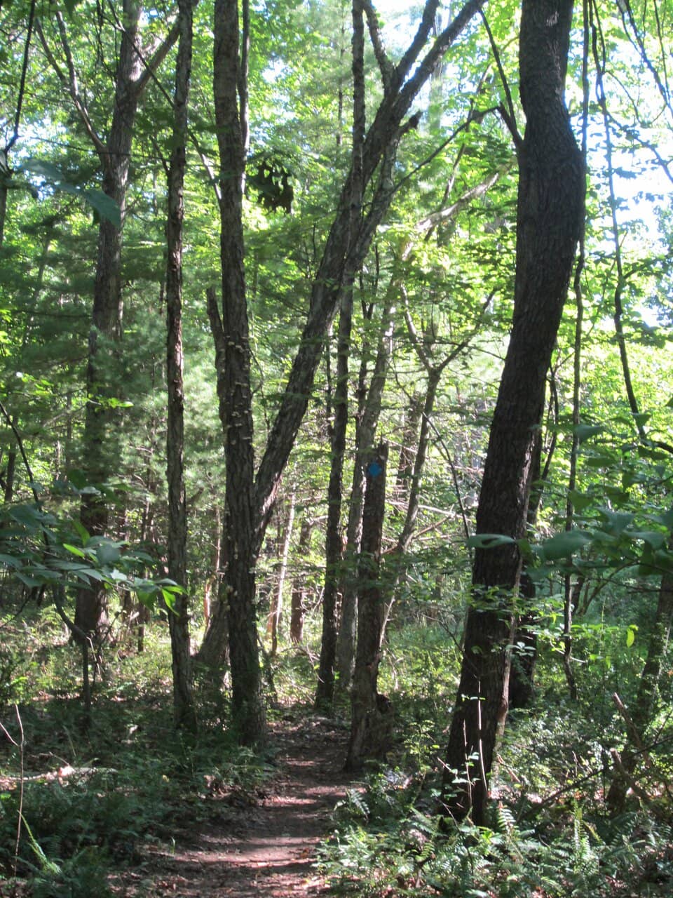 Upper Esopus Firetower