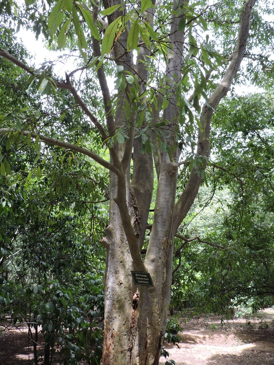Labeled Tree Collection