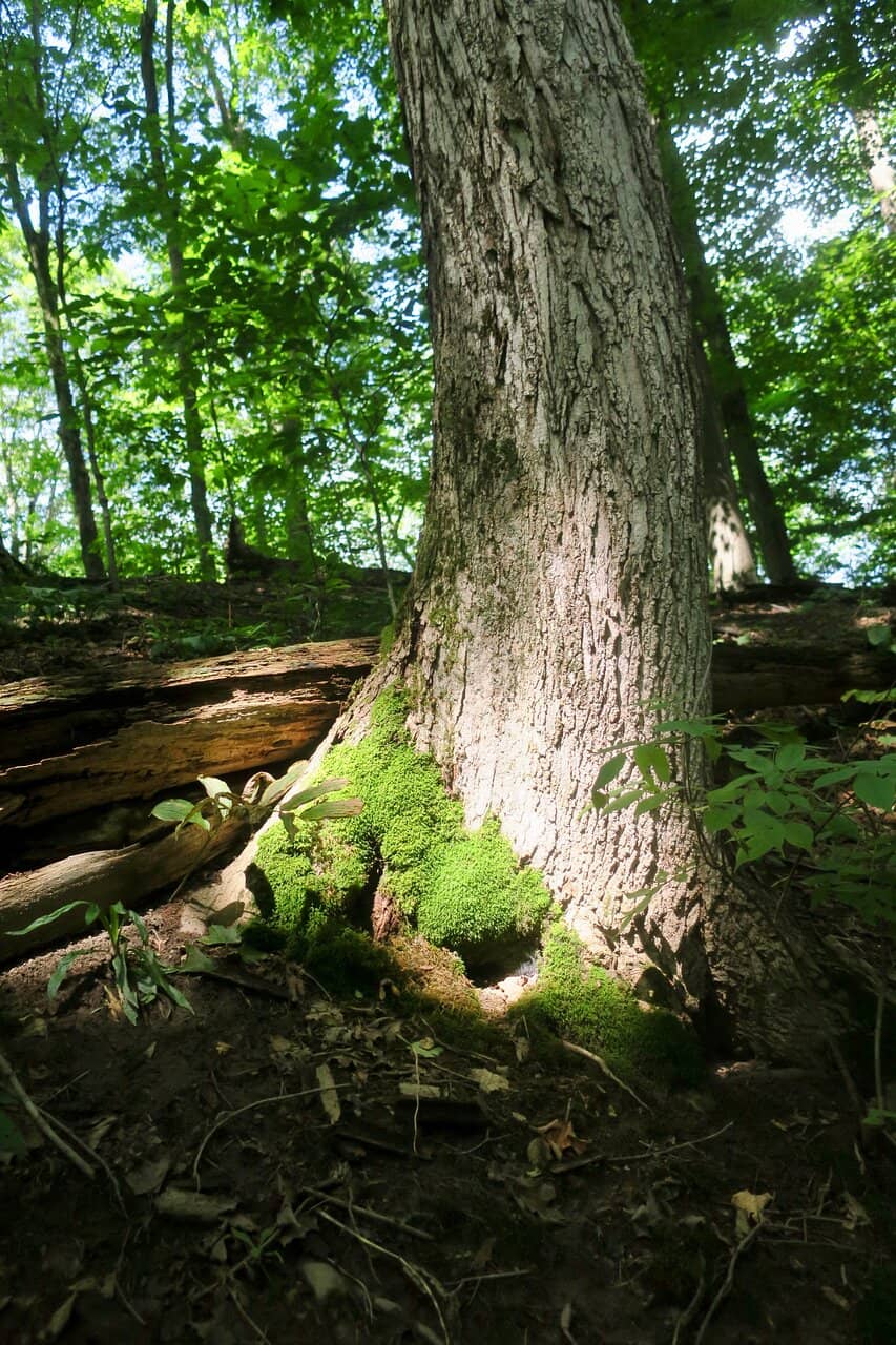 Wooded Trails