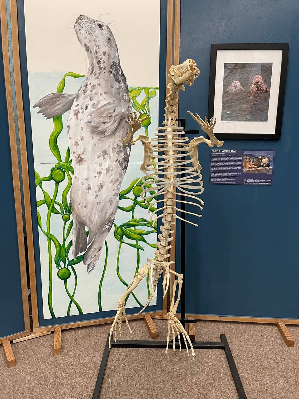 Ocean Dome Experience