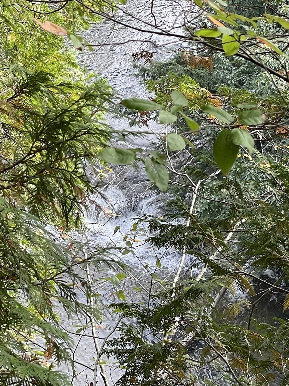 Refreshing Swimming Hole