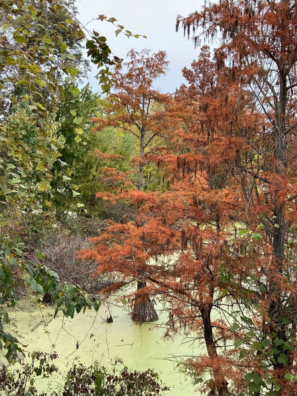 This view of bald cypress is at the end of the trail, from the viewing platform.