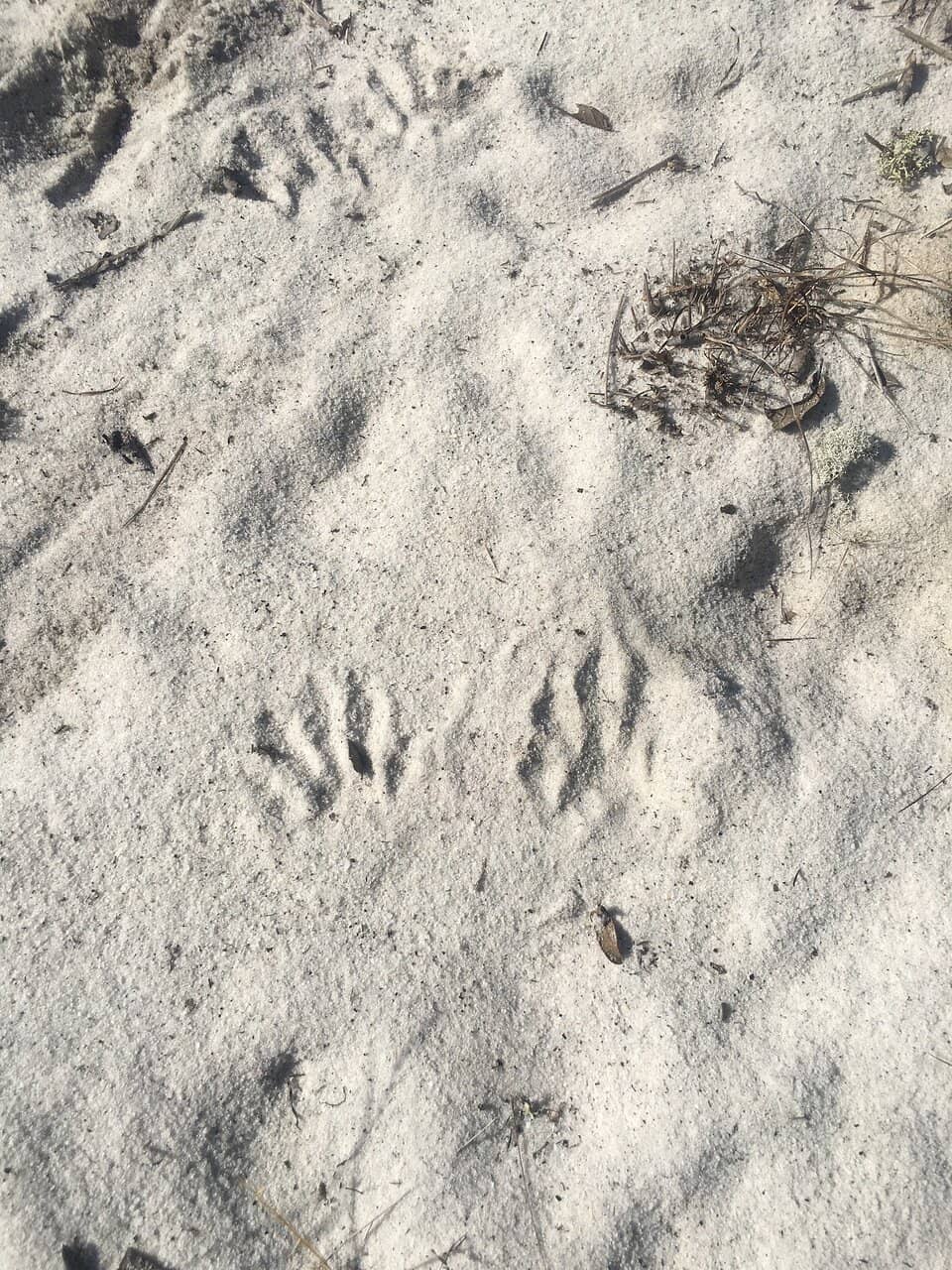 Florida Scrub-Jay Spotting