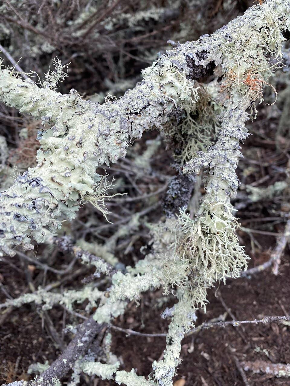 Unique Sand Dune Ecosystem
