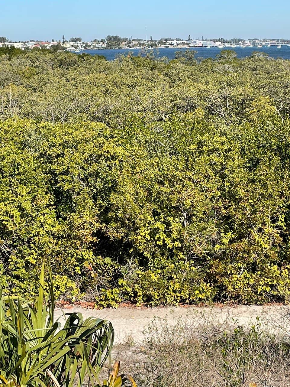 Mangrove Boardwalks