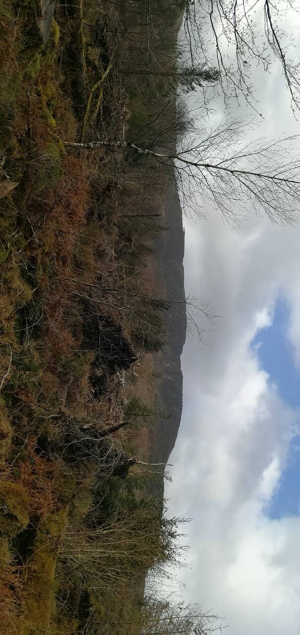 Woodland Exploration