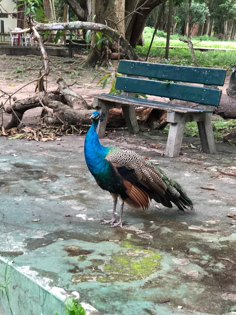 Zoological Encounters