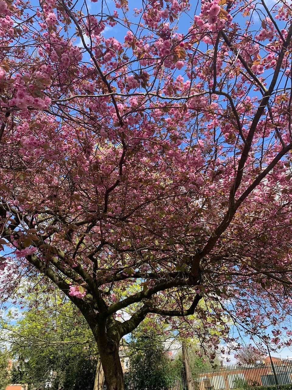 Derby Arboretum