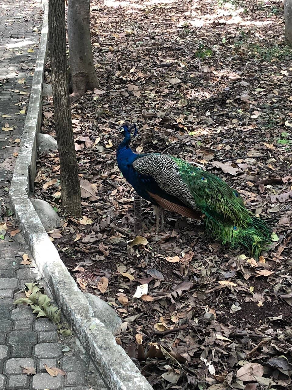 Diverse Arboreal Collection