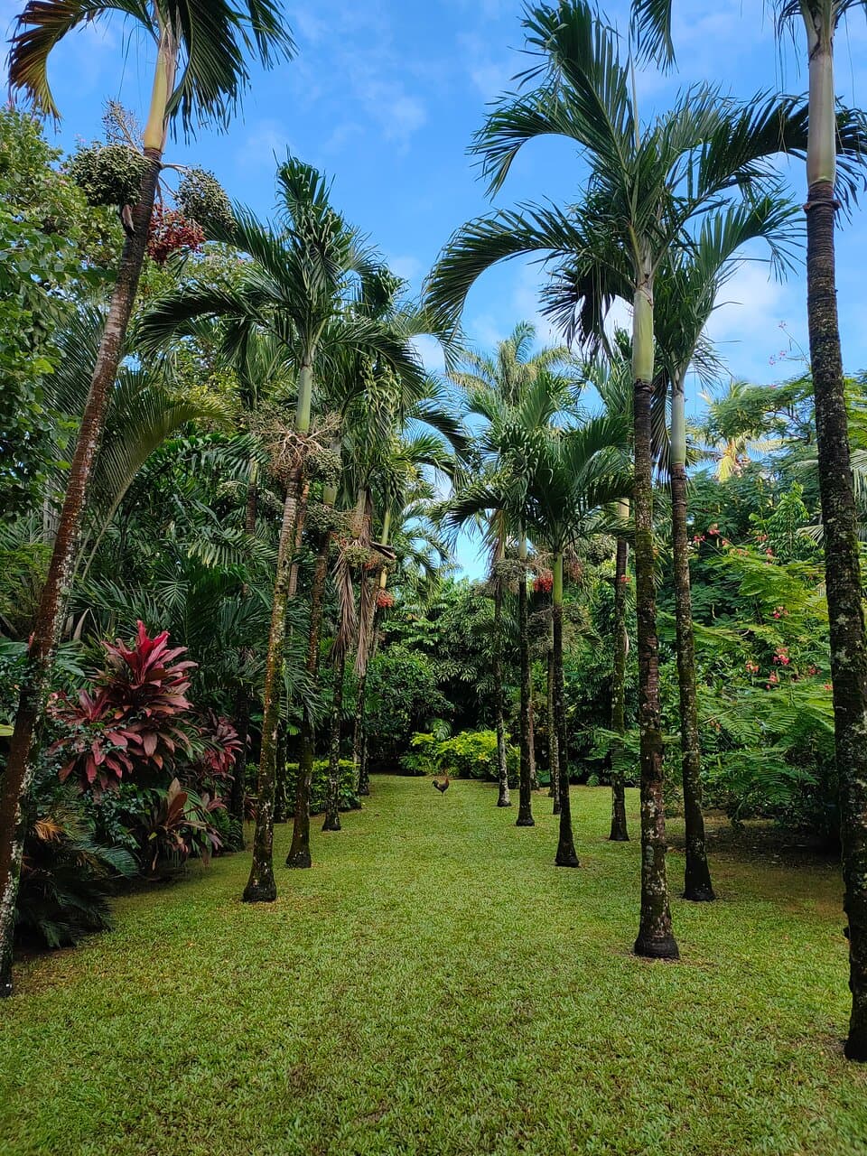 Maire Nui Gardens Rarotonga