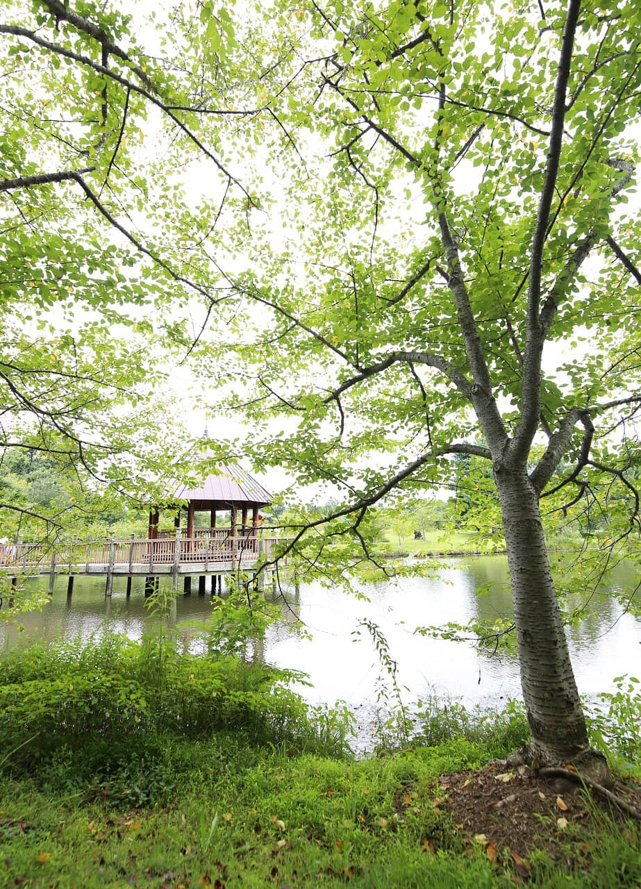 Ponds with Koi and Turtles