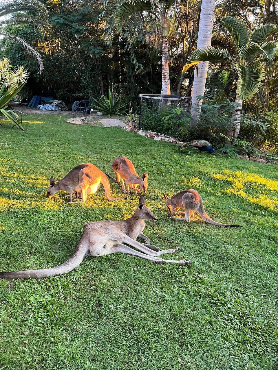 Horizons Kangaroo Sanctuary