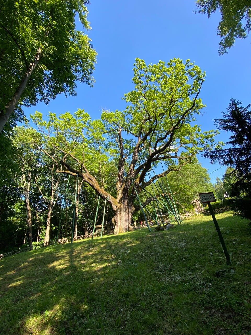 Bartek Oak (Dąb Bartek)