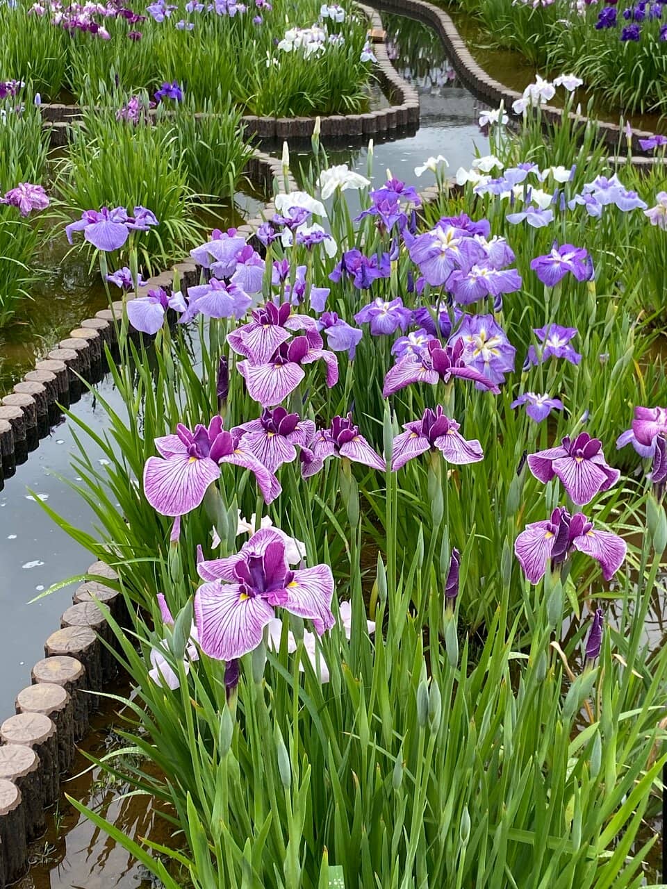 Evening Illuminations